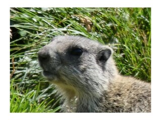 Appartamento per vacanze Birnbaum Ambiente 33