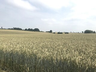 Field landscape of Schleswig-Holstein