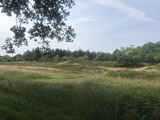 Heathland in Schleswig-Holstein