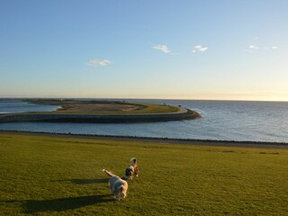 Hundestrand