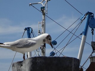 Ferienhaus Upleward Außenaufnahme 39