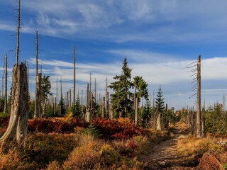 Nationalpark Bayerischer Wald