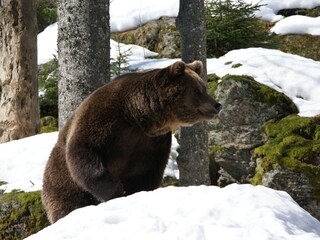 Tiere des Bayerischen Waldes