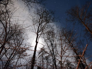 Nacht im Wald