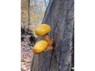 Auf jeder Wanderung gibt es was zu entdecken