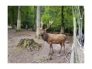 Apartamento de vacaciones Wachenheim Entorno 31