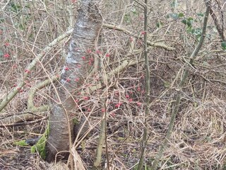 Vakantiehuis Ebeltoft  14