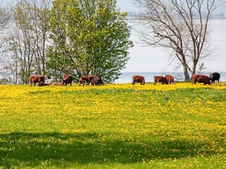 Maison de vacances Gränna  8