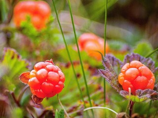 Maison de vacances Särna  16