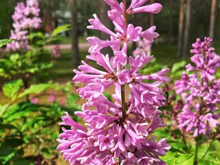 Casa de vacaciones Schweden Grabación al aire libre 3