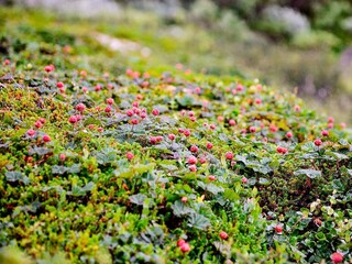Casa per le vacanze Schweden  18
