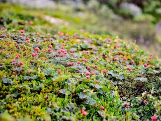 Maison de vacances Schweden  16