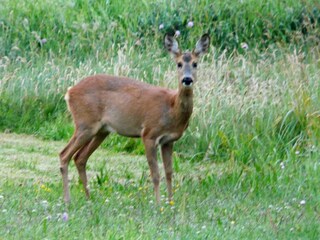 Vakantiehuis Lønstrup  12
