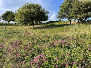 Vakantiehuis Humble  36