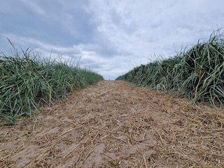 Ferienhaus Blåvand  13