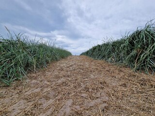 Holiday house Blåvand  18