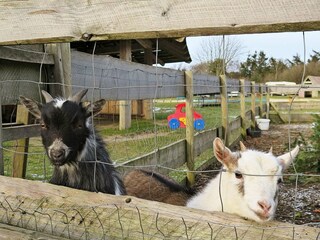 Ferienhaus Humlum  26