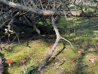 Casa per le vacanze Liseleje  36