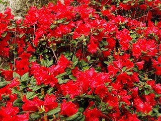 Maison de vacances Leirvik  19