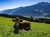 Appartement Mühlbach im Pinzgau Buitenaudio-opname 1