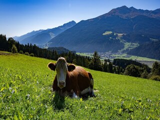 Apartamento Mühlbach im Pinzgau Grabación al aire libre 6