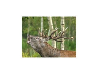 Ferienhaus Viroinval Umgebung 32