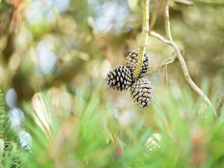 Villa Oostduinkerke  38
