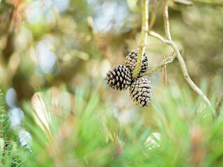 Villa Oostduinkerke  39