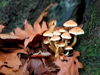 Villa Marche-en-Famenne  38