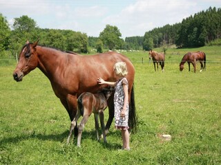 Boerderij Vielsalm Omgeving 36