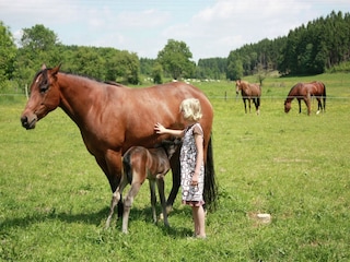 Type de propriété : Ferme Vielsalm Environnement 35
