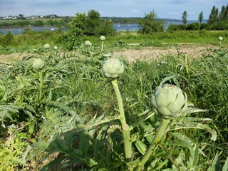 Appartement Plougasnou Environnement 23