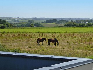 Ferienhaus Plougasnou Außenaufnahme 2