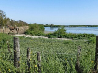 Vakantiehuis Saintes-Maries-de-la-Mer Omgeving 13