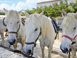 Vakantiehuis Saintes-Maries-de-la-Mer Omgeving 19