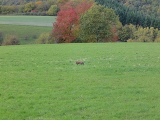 Vakantiehuis Kleinich Omgeving 18