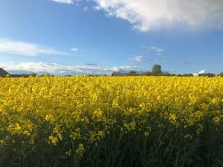 Vakantiehuis Kleinich Omgeving 35