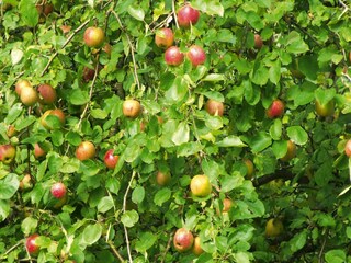 Casa per le vacanze Wieda  42