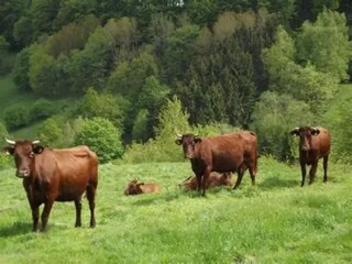 Maison de vacances Wieda Environnement 17