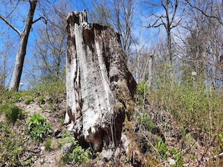 Ferienhaus Wieda Umgebung 21