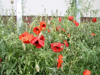 Apartment Fünfseen Outdoor Recording 1