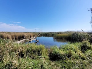 Apartment Neuendorf (Gnitz) Environment 36