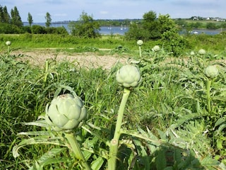 Ferienhaus Plougonven Umgebung 23