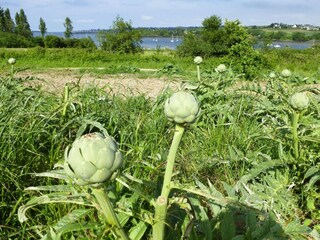 Vakantiehuis Plougonven Omgeving 22