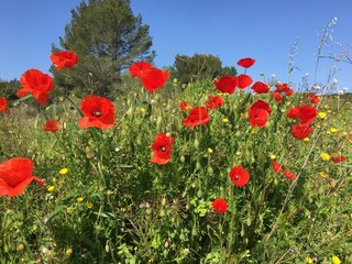 Villa Montbrun-des-Corbières Environnement 33