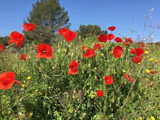 Villa Montbrun-des-Corbières Environnement 26