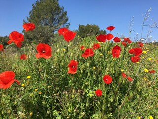 Villa Montbrun-des-Corbières Environnement 33