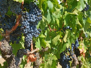 Villa Montbrun-des-Corbières Entorno 34