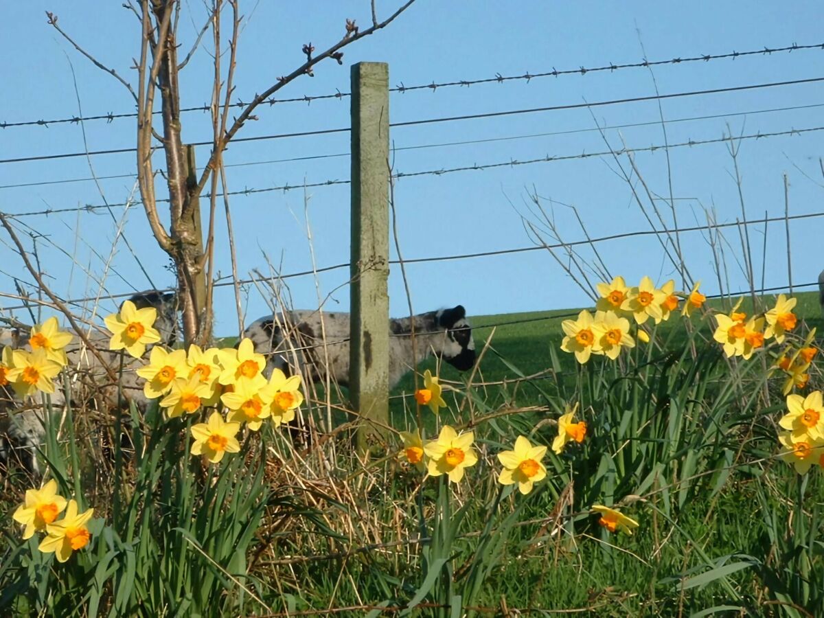 Cottage Jedburgh  28