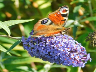 Casa vacanze Jedburgh  39